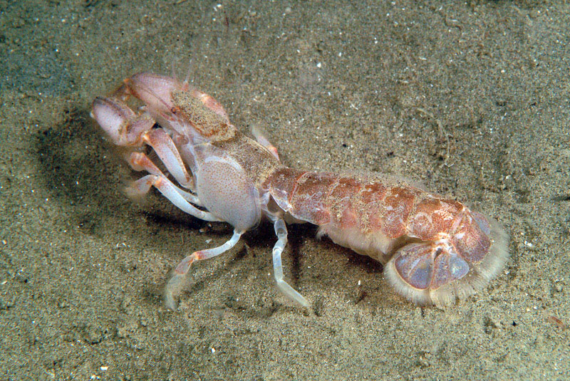 Upogebia tipica